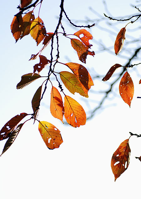 ｢新宿｣新宿御苑・紅景色々_c0009981_347732.jpg