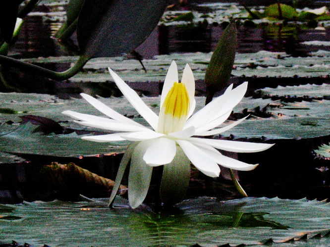 su・i・re・n　　《掛川花鳥園》_f0096000_0143472.jpg