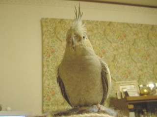 b0026408_1034445.jpg