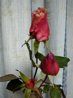 e0098908_22475317.jpg