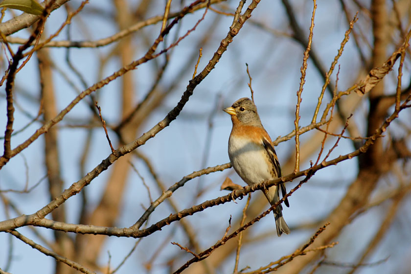 葦原の鳥_c0001429_22195868.jpg