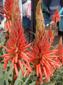 f0031546_12551237.jpg