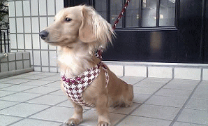 c0025852_14434366.gif