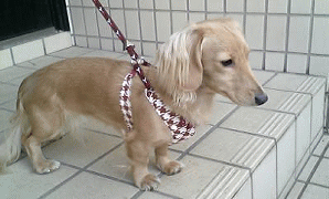 c0025852_14441697.gif