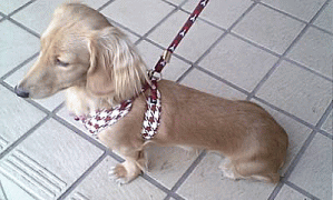 c0025852_14444051.gif