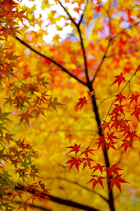 京都紅葉撮影会　真如堂（２）_f0044370_2101934.jpg