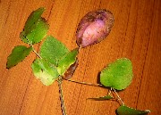 a0087378_4383310.jpg