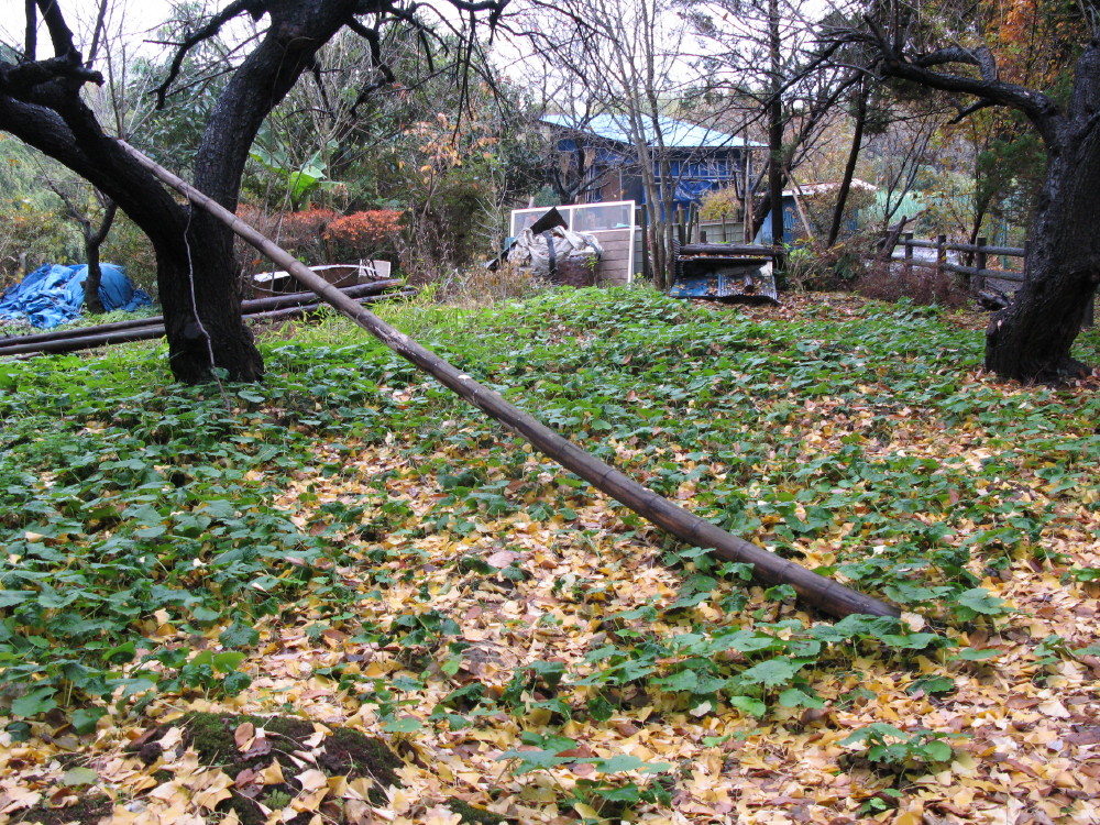 王禅寺周辺にて、最後の紅葉_a0085679_13352246.jpg