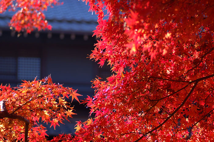 晩秋の本土寺_e0101209_22922100.jpg