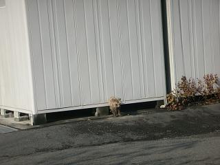 ぬお!狸ではないか!_c0102228_6482365.jpg