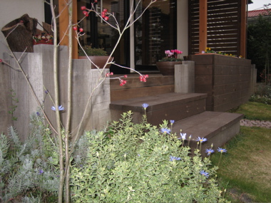ビオラを植えました_b0100229_15511011.jpg