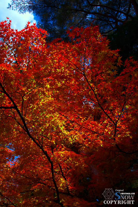 京都・紅葉　Vol.3_f0005935_1421111.jpg