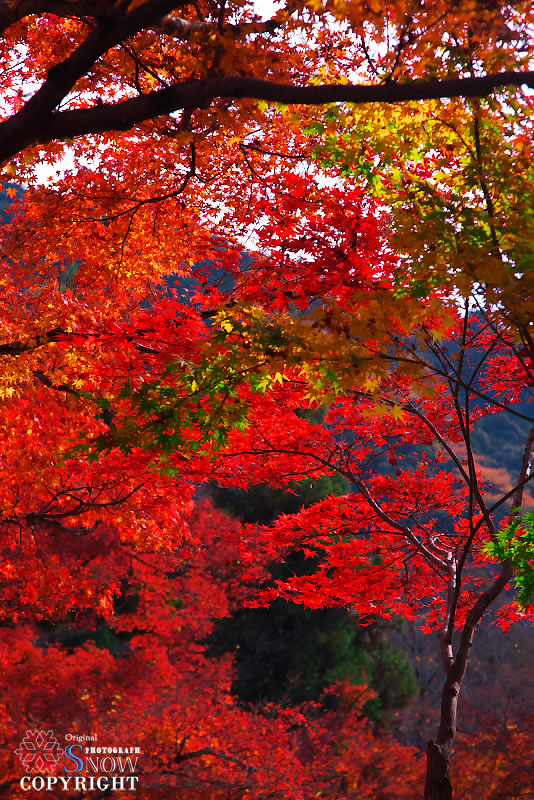 京都・紅葉　Vol.3_f0005935_1443232.jpg