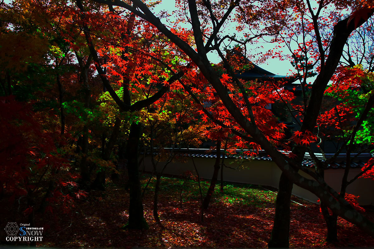 京都・紅葉　Vol.3_f0005935_151221.jpg