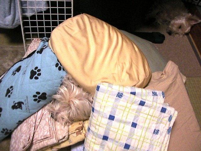 f0034444_227461.jpg