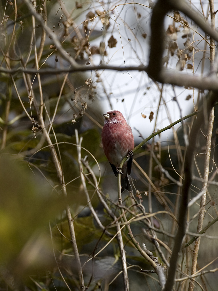 12月初鳥撮り　オオマシコざんまい_f0113349_21461066.jpg