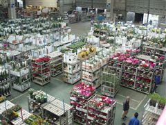 花市場_d0082655_15532032.jpg
