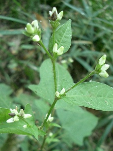 ミゾソバ(溝蕎麦)_c0085874_21382710.jpg
