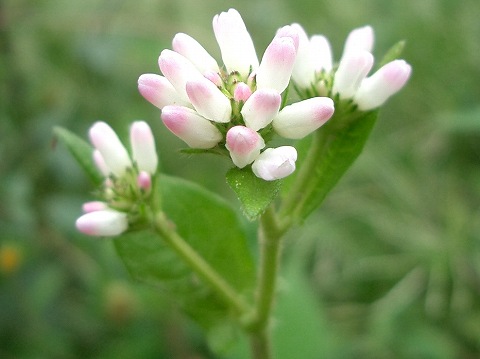 ミゾソバ(溝蕎麦)_c0085874_21415562.jpg