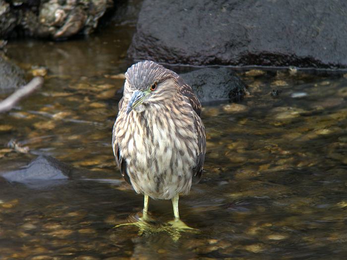 ゴイサギ　（コウノトリ目・サギ科/L57cm）_c0098793_22242086.jpg