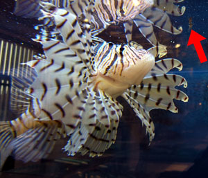 優雅だけど豪快な「ミノカサゴ」 : 萩博ブログ