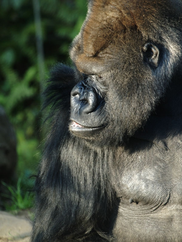 上野動物園　105）_c0068050_0212243.jpg