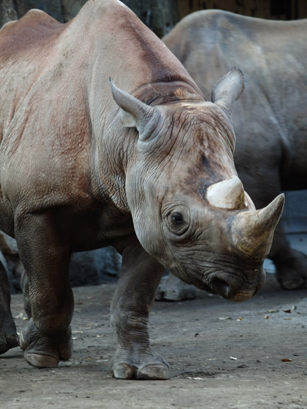 上野動物園　105）_c0068050_0242998.jpg