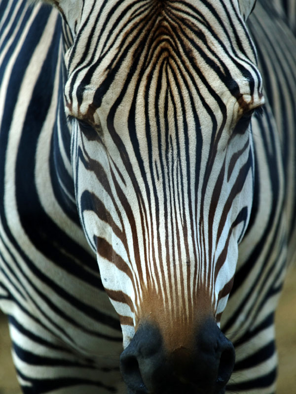 上野動物園　105）_c0068050_0282149.jpg