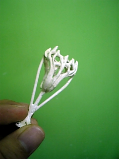 d0042851_10678.jpg