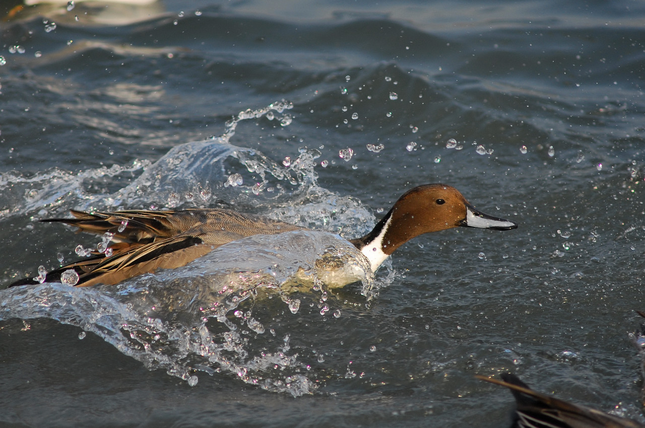 ２人のオフ会　（昆陽池編）／野鳥編／前編_f0055257_18315839.jpg