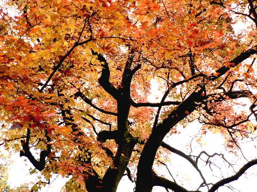 京都府立植物園の楓 ふう の木 野に咲く北国の花 京都府立植物園の楓 ふう の木 野に咲く北国の花