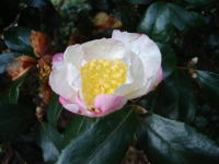 c0105295_197436.jpg