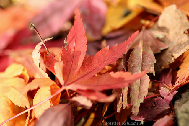 新宿御苑で紅葉を　2006/12/17_f0031398_0201397.jpg