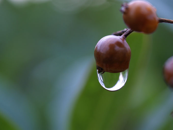 雨上がりの紅葉_a0037907_21461962.jpg