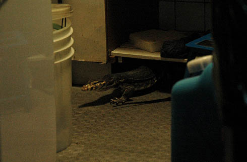 c0066827_2433056.jpg