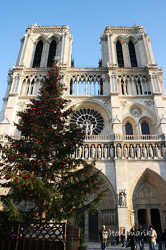 ノートルダムとクリスマスツリー_c0024345_624592.jpg