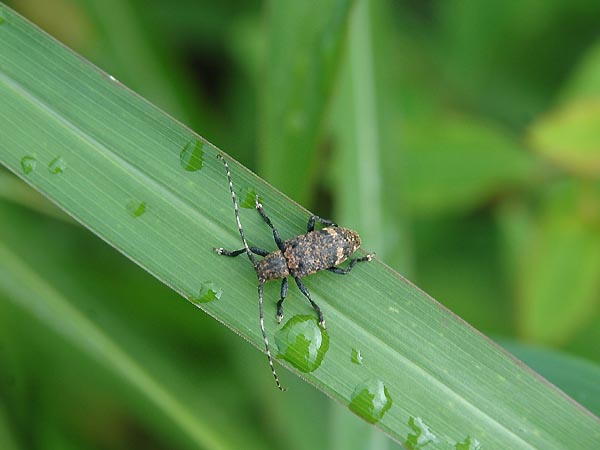 写真館の整理から【カミキリムシ】_c0045352_15251623.jpg