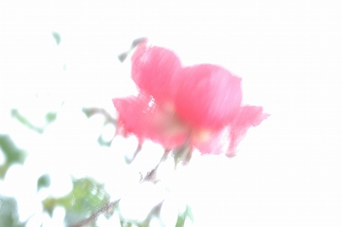 d0010052_2218752.jpg