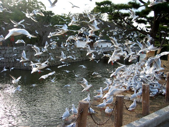 　　和歌山城一の橋周辺にて　　２０２２-１２-１１　００：００_b0093754_0144485.jpg
