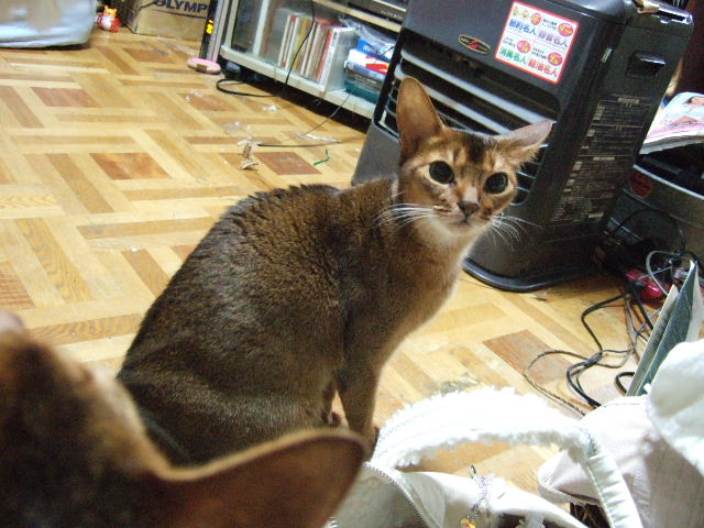c0074908_1561848.jpg