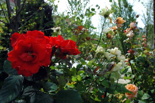 c0059521_837184.jpg