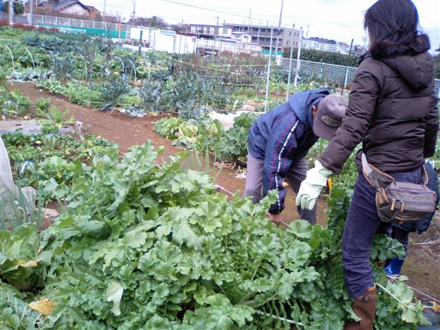 大根と白菜の収穫_a0076428_19272257.jpg