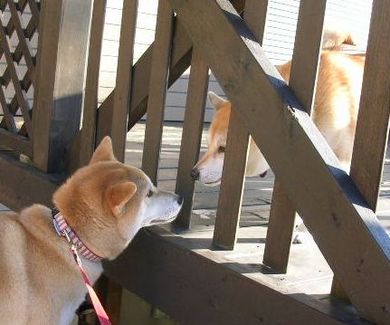 2006年12月20日(水)・・・愛ちゃん家のある日の一日_f0060461_21121766.jpg