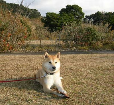 2006年12月20日(水)・・・愛ちゃん家のある日の一日_f0060461_212478.jpg