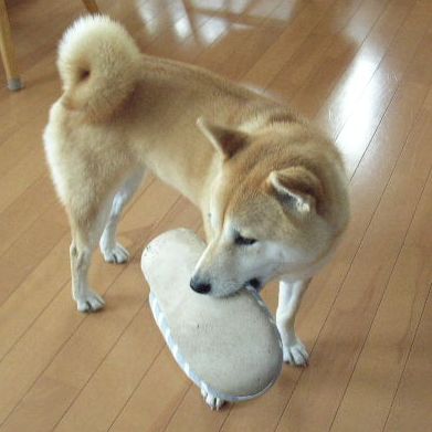 2006年12月20日(水)・・・愛ちゃん家のある日の一日_f0060461_21251546.jpg