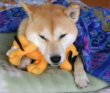 2006年12月20日(水)・・・愛ちゃん家のある日の一日_f0060461_21265626.jpg
