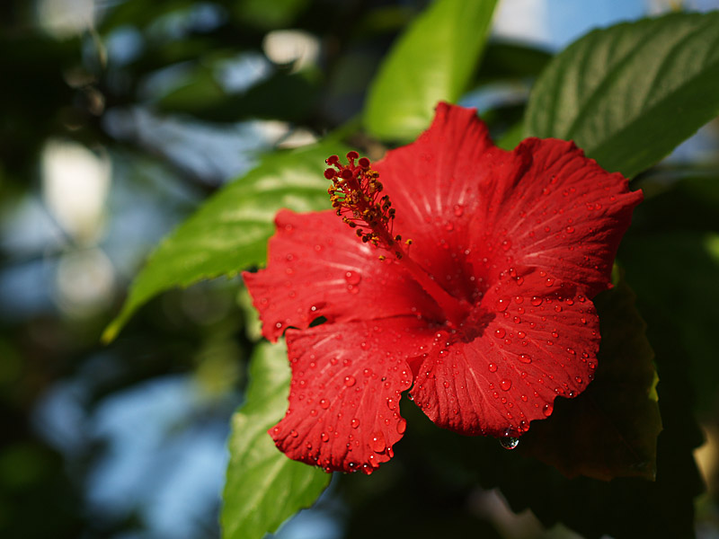 温室の花と野の花_e0097970_9361174.jpg