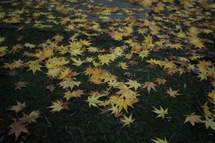 正伝寺_e0051888_22291588.jpg