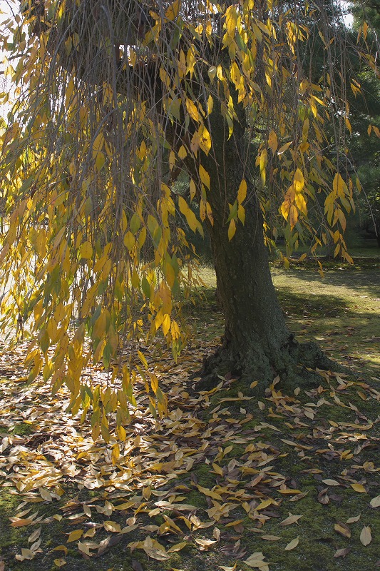 e0039703_18565943.jpg