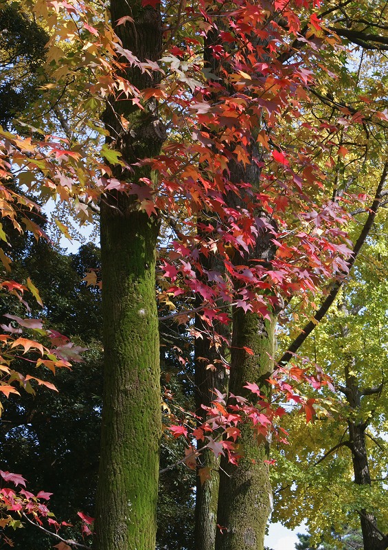 e0039703_1932746.jpg